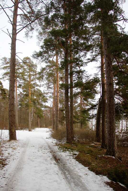 Зеленогорск - Наталья Герасимова Зеленогорск - Наталья Герасимова