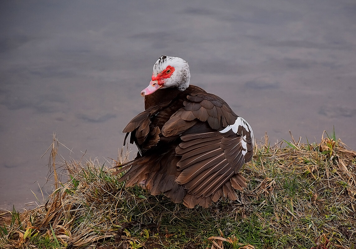 Чищу пёрышки! - Валентина Нефёдова Чищу пёрышки! - Валентина Нефёдова