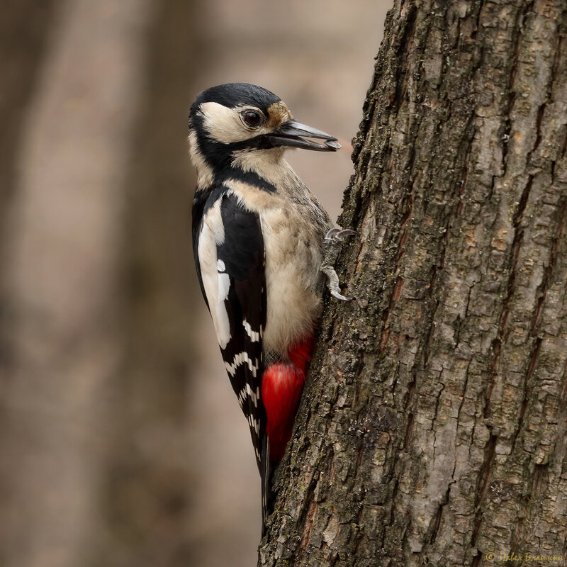 Большой и пёстрый - Pavel Blashkin Большой и пёстрый - Pavel Blashkin