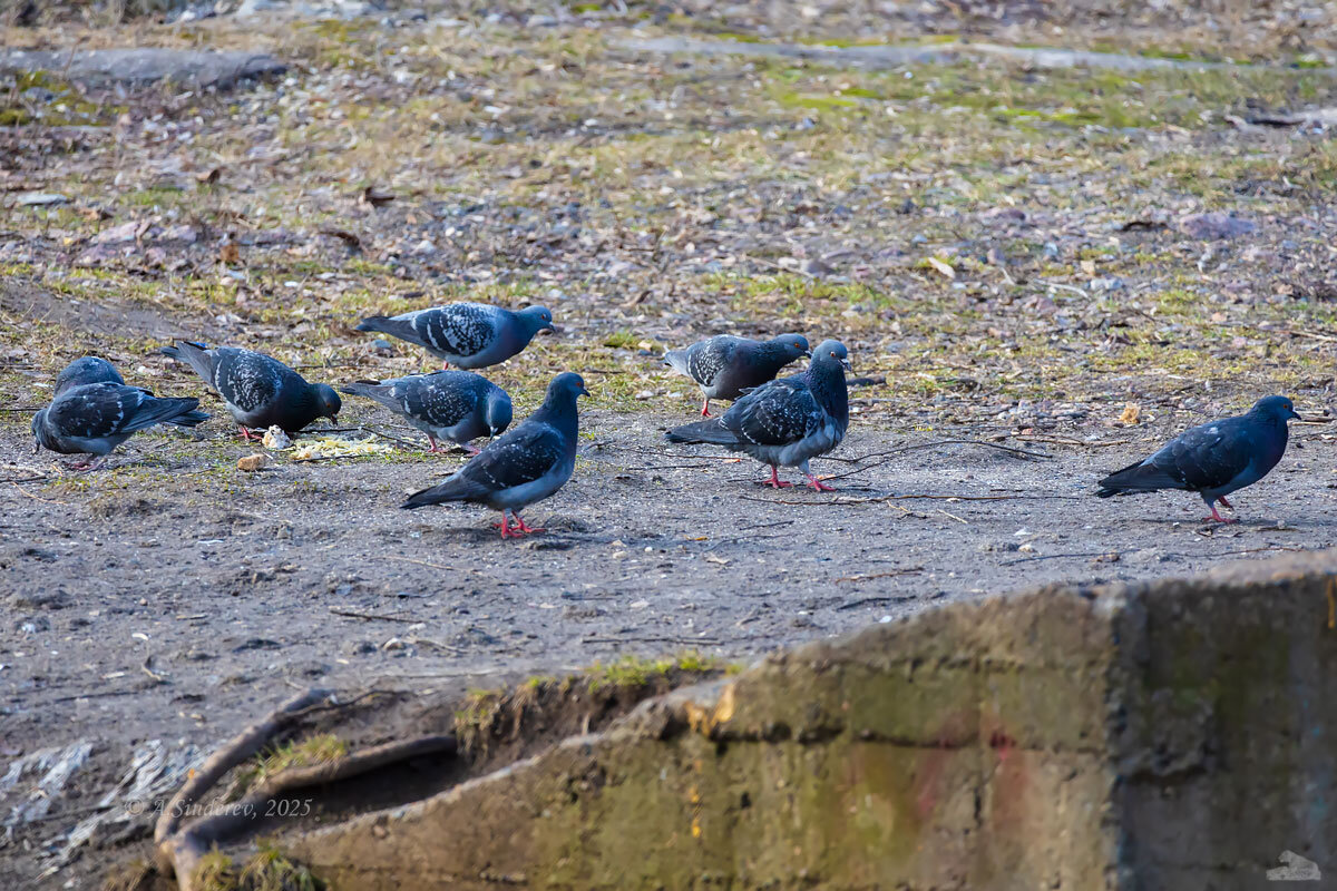 Городские голуби - Александр Синдерёв