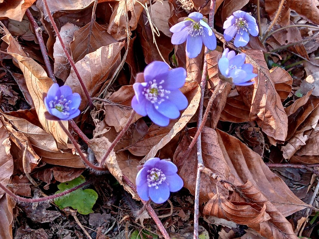 Предвестники весны, вы слышите? - Heinz Thorns Предвестники весны, вы слышите? - Heinz Thorns