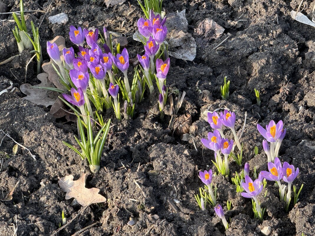 Крокусы - <<< Наташа >>> Крокусы - <<< Наташа >>>