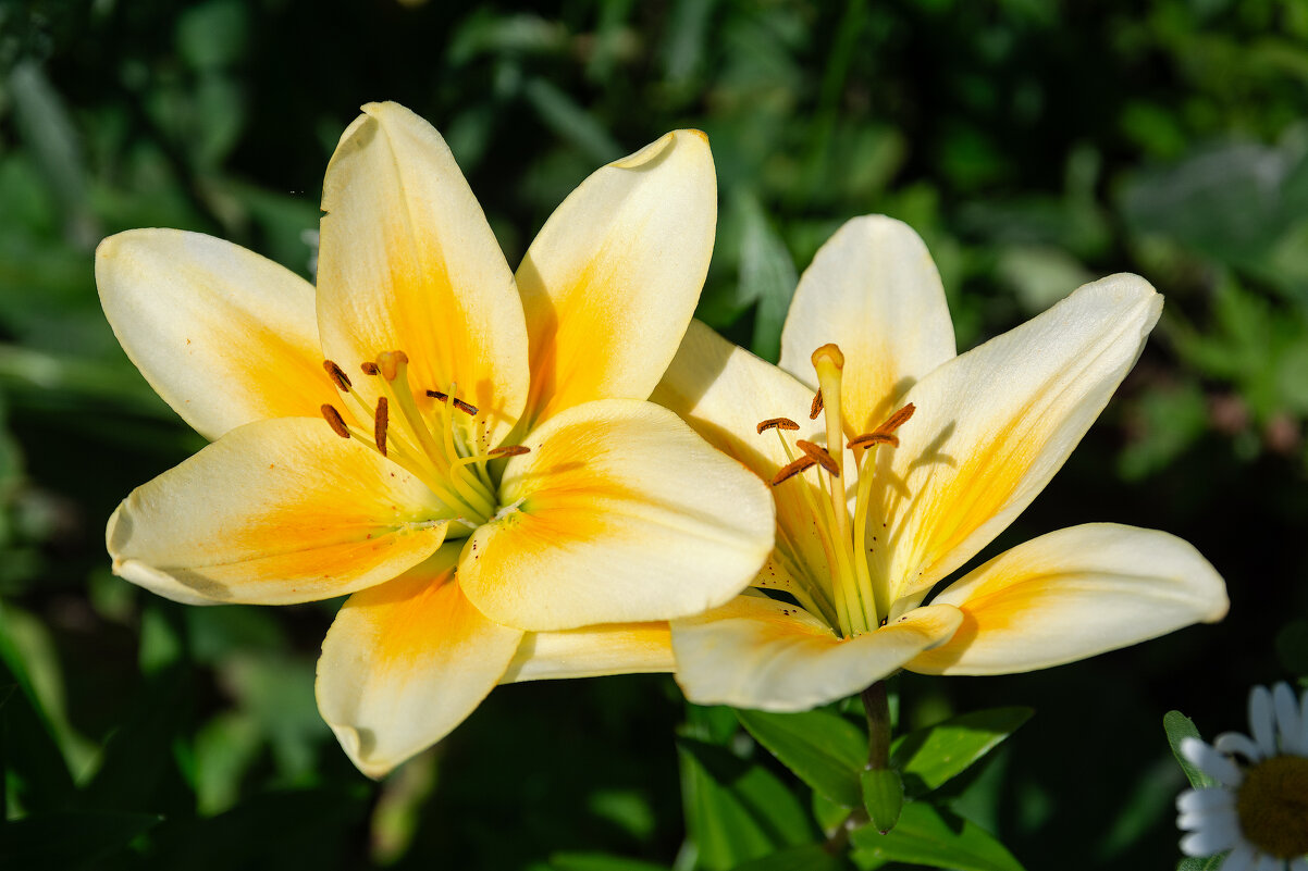 *** - Виктор Иванович Чернюк *** - Виктор Иванович Чернюк