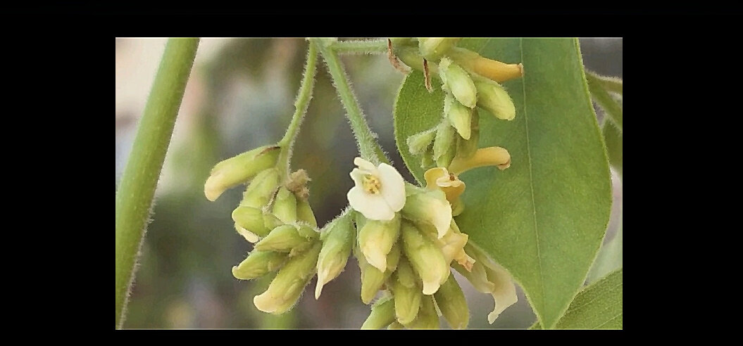 110 (103) - СТРЕН 