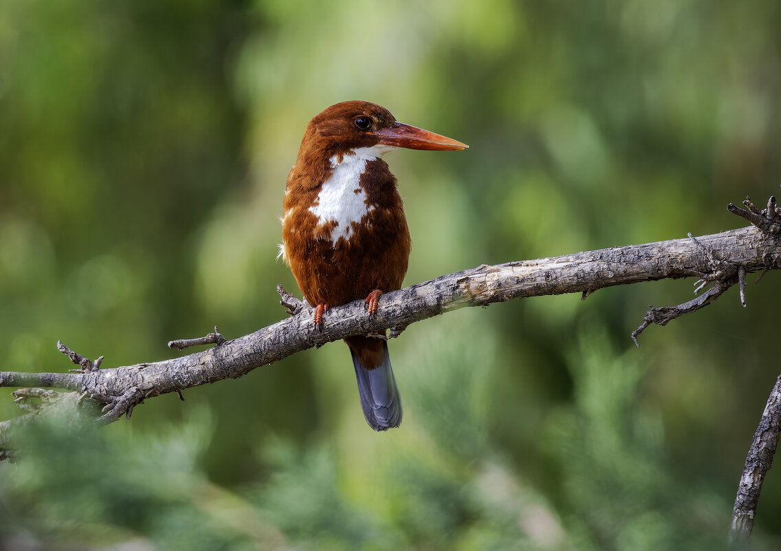 Красноклювая альциона. - Alexander Amromin