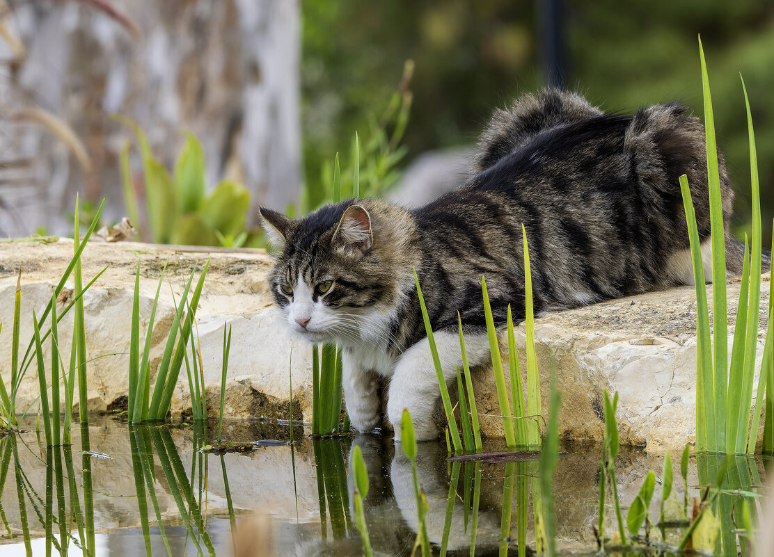 Крокодил не ловится ... - Alexander Amromin Крокодил не ловится ... - Alexander Amromin