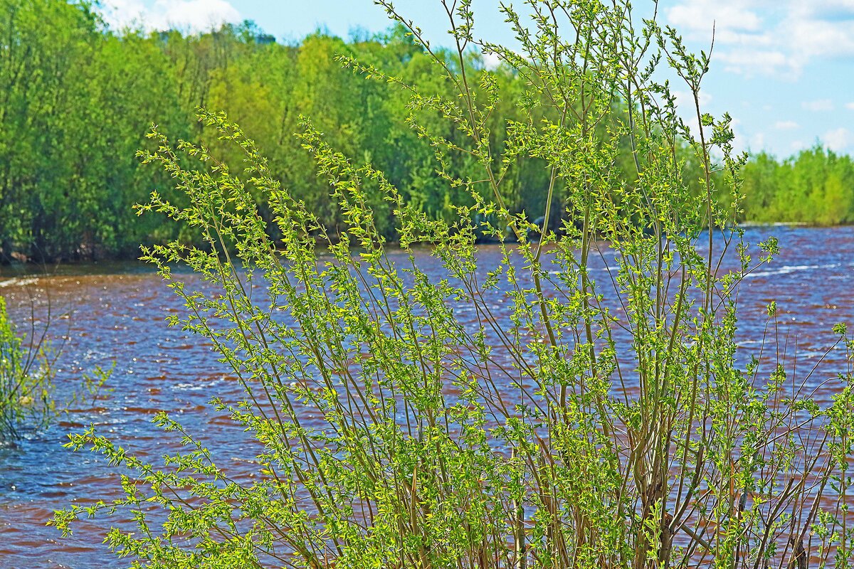 Май...Весна первой зелени! - Владимир Май...Весна первой зелени! - Владимир