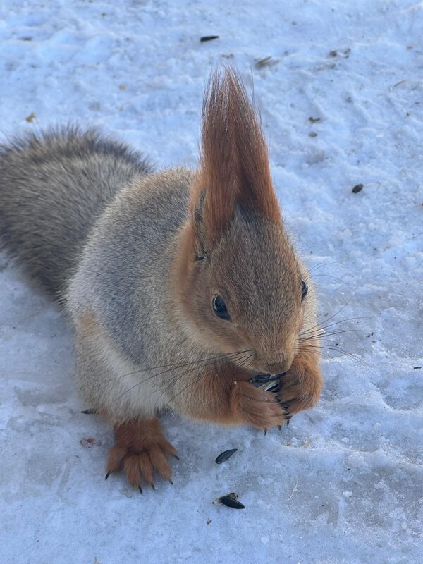 Белочка - Георгиевич Белочка - Георгиевич