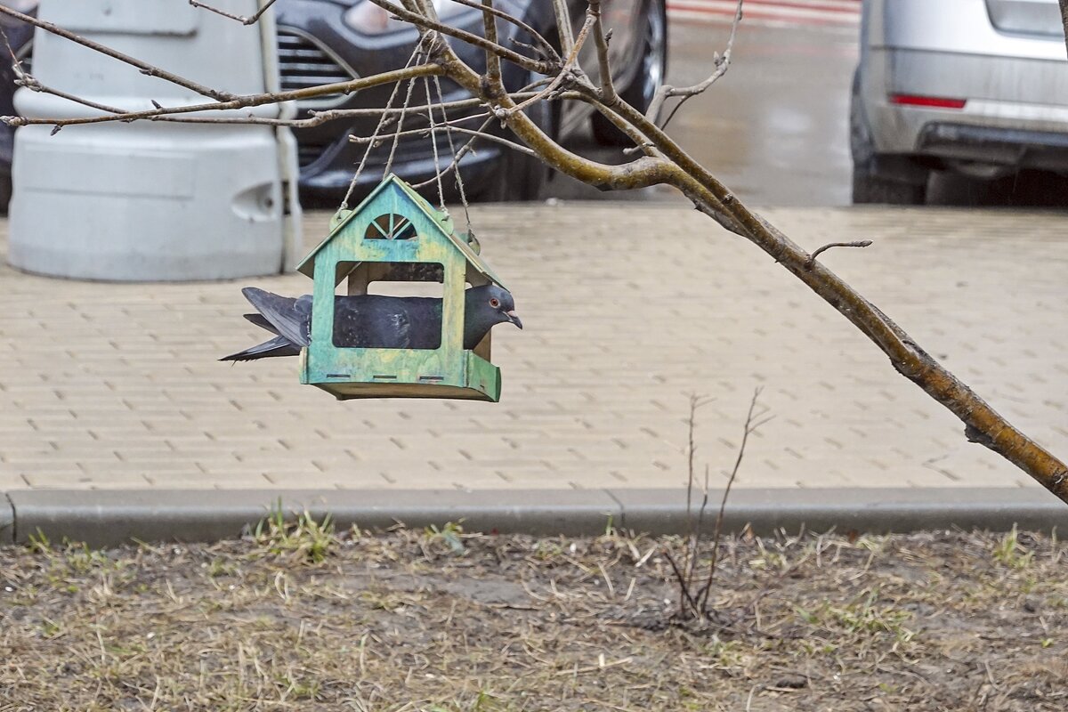 Как слон в посудной лавке - Валерий Иванович