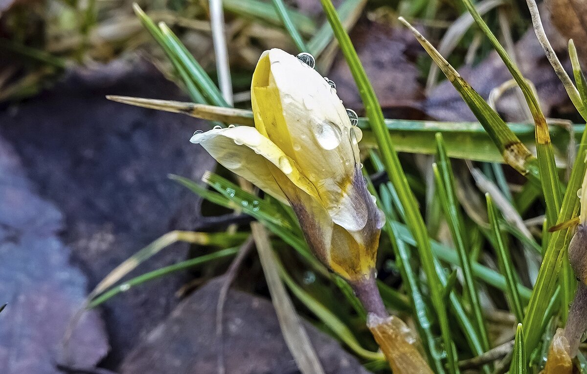 После дождя - Валерий Иванович После дождя - Валерий Иванович