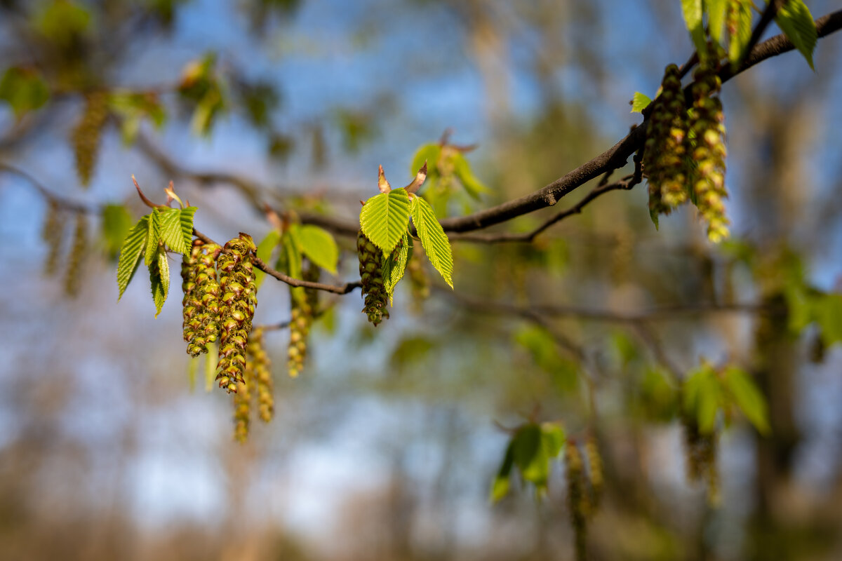 По весеннему.... - Referee (Дмитрий) По весеннему.... - Referee (Дмитрий)