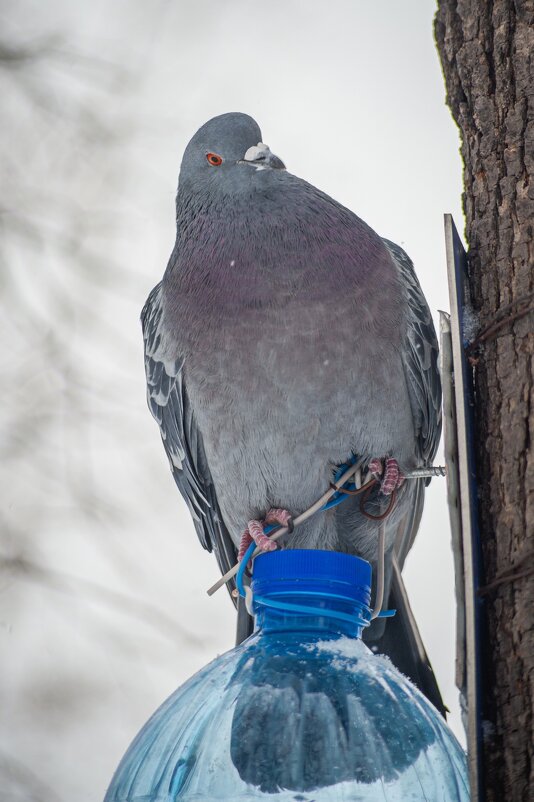 *** - Николай Чекалин