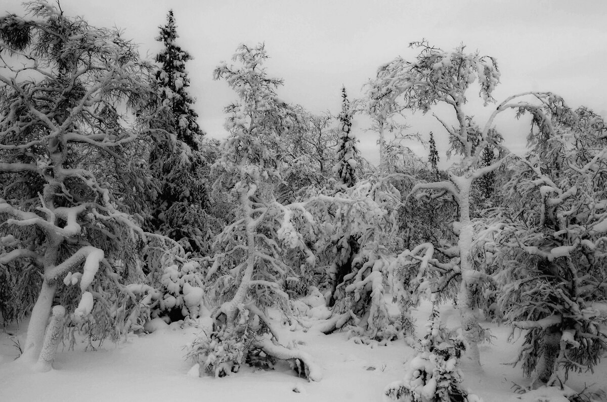 Загадочный лес - Сергей Швечков Загадочный лес - Сергей Швечков