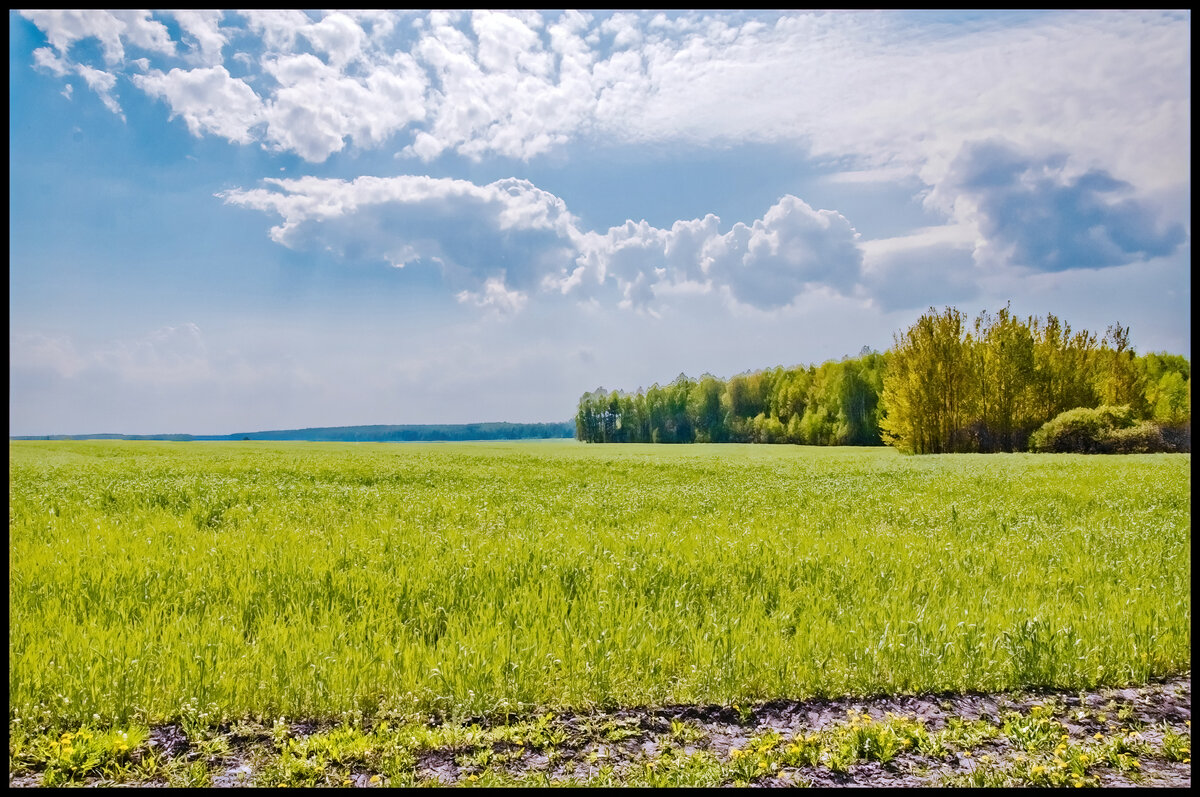 Поле, май - **** vedin Поле, май - **** vedin
