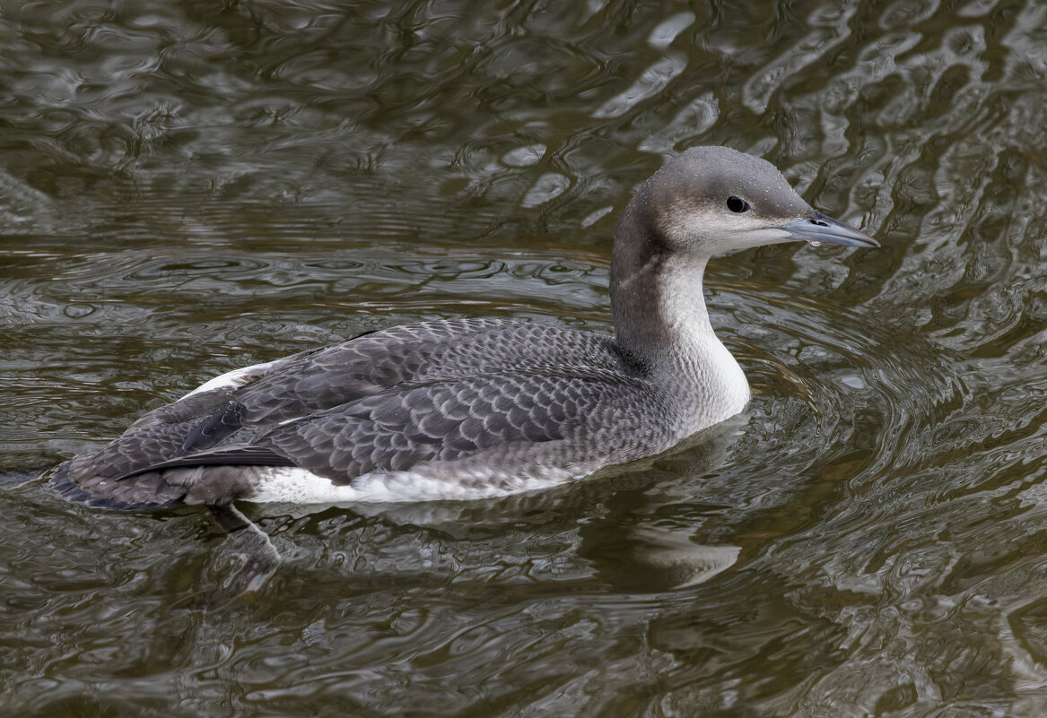 гагара - юрий макаров
