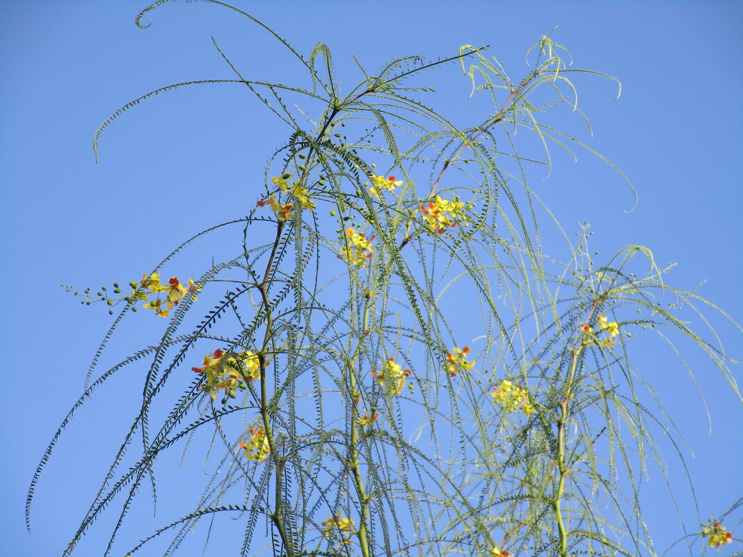 Очень мне понравились цветы! - Елена Шаламова