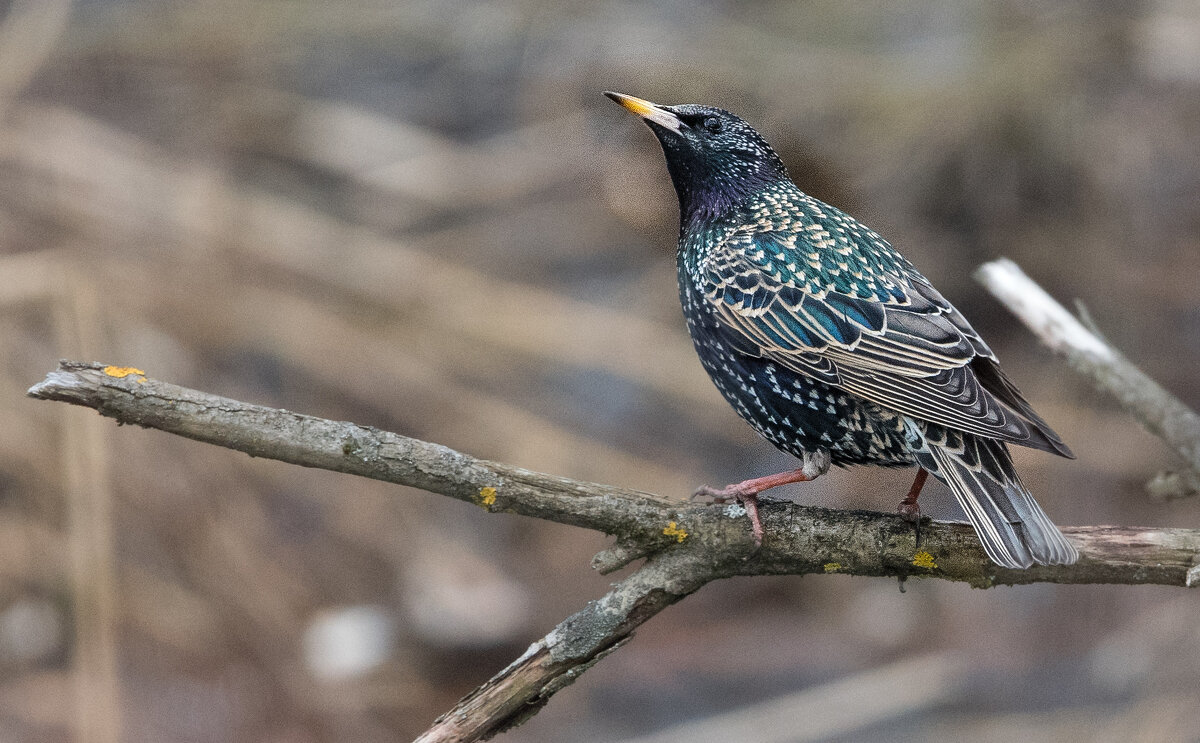 Скворец. - Владимир Безбородов Скворец. - Владимир Безбородов