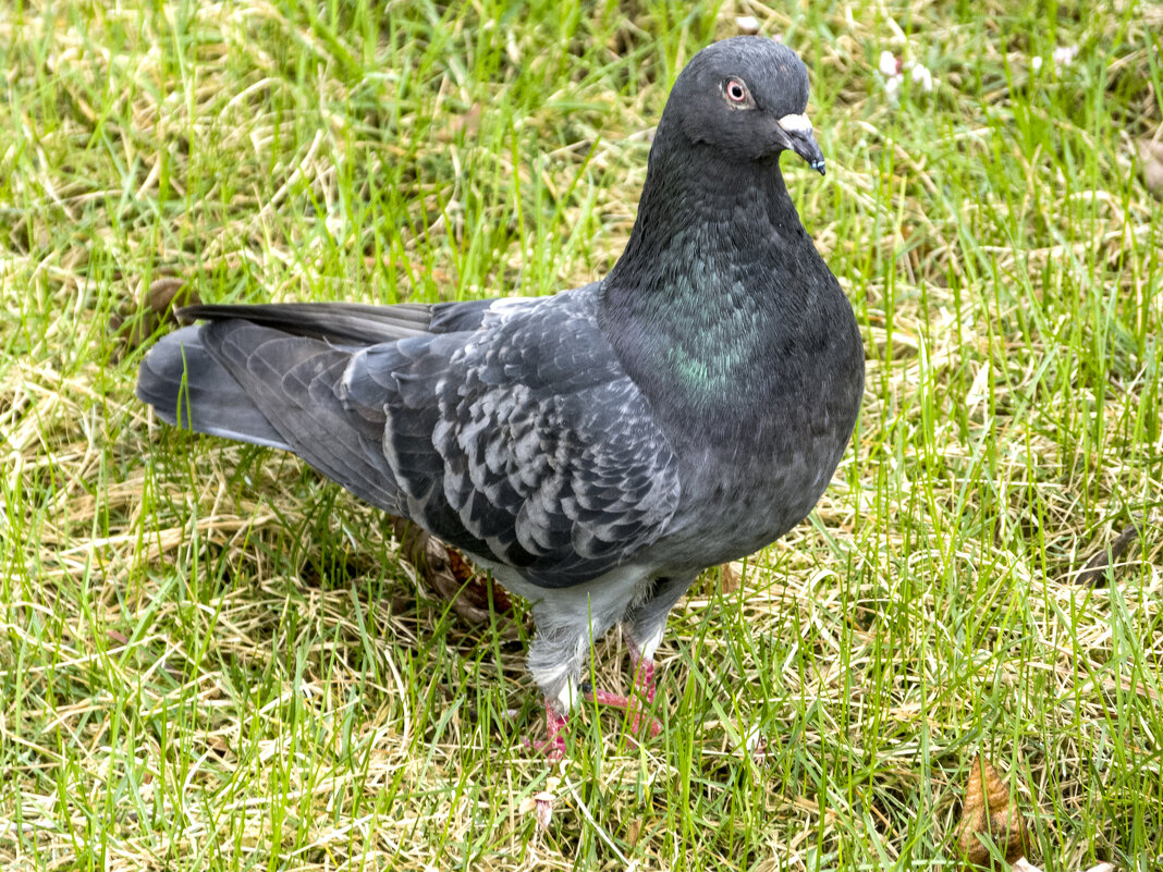 Голубь - Валентин Семчишин