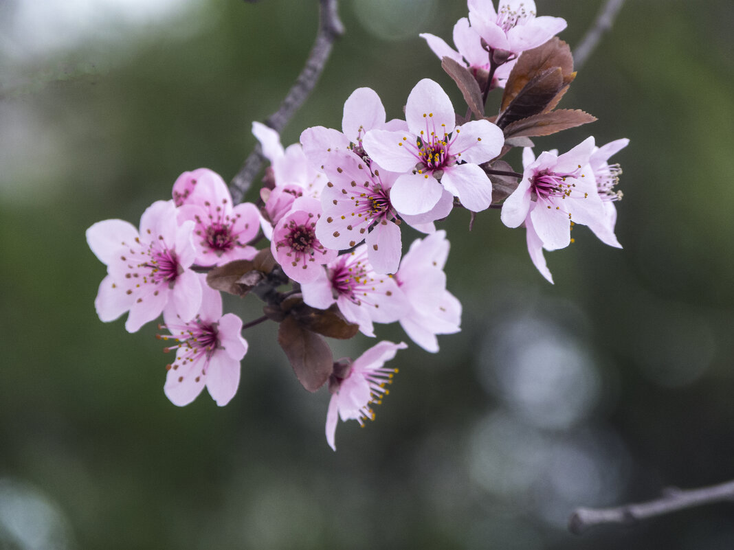 Весенние цветы - Валентин Семчишин Весенние цветы - Валентин Семчишин