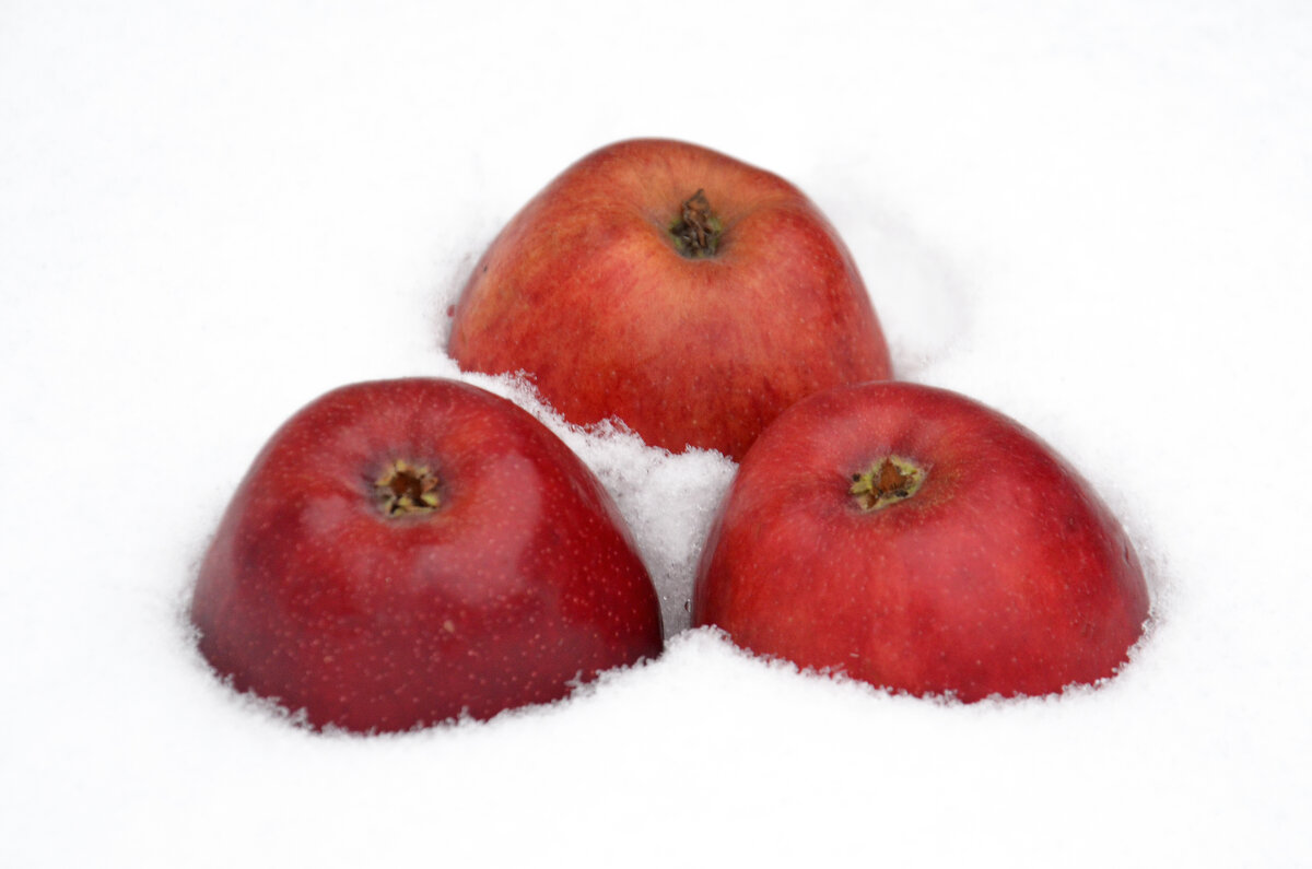 Яблоки на снегу - Сергей М 