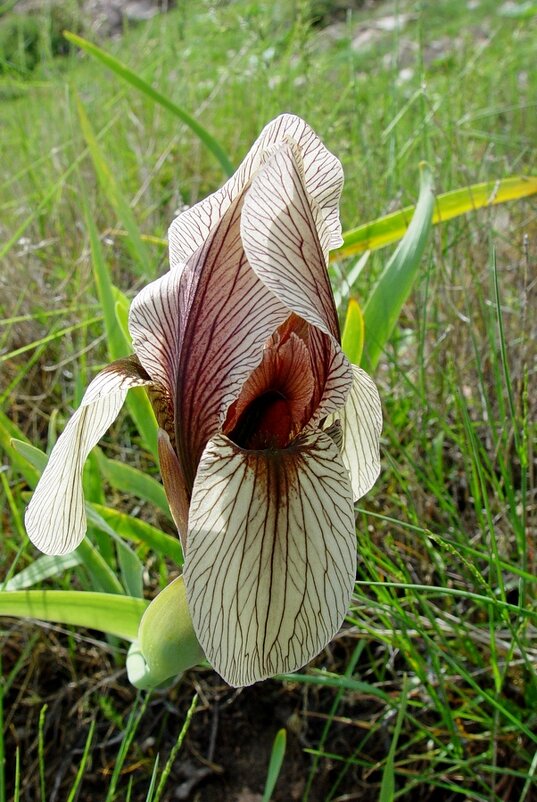 ПРОГУЛКА НА БОЛЬШОЙ ЧИМГАН 3300м. - Виктор Осипчук ПРОГУЛКА НА БОЛЬШОЙ ЧИМГАН 3300м. - Виктор Осипчук