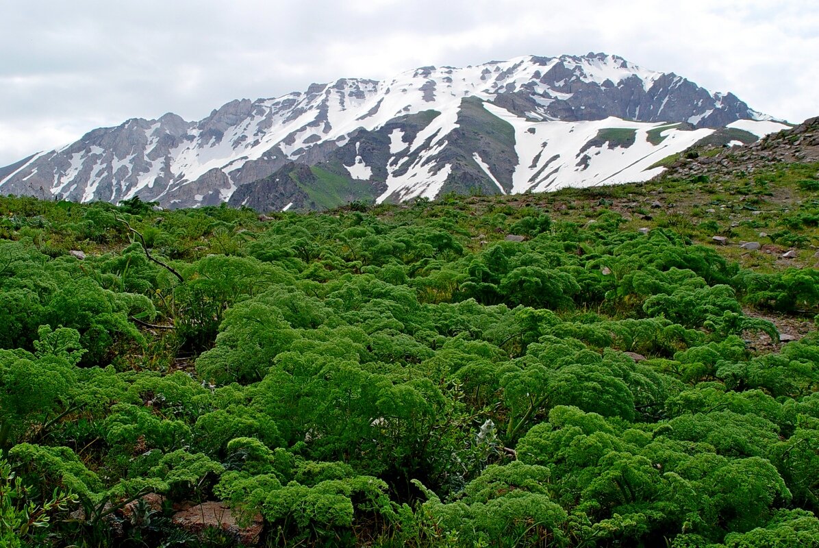 ПРОГУЛКА НА БОЛЬШОЙ ЧИМГАН 3300м. - Виктор Осипчук ПРОГУЛКА НА БОЛЬШОЙ ЧИМГАН 3300м. - Виктор Осипчук