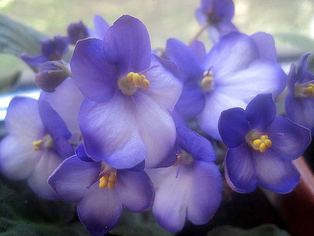 Фиалка - Елена Семигина