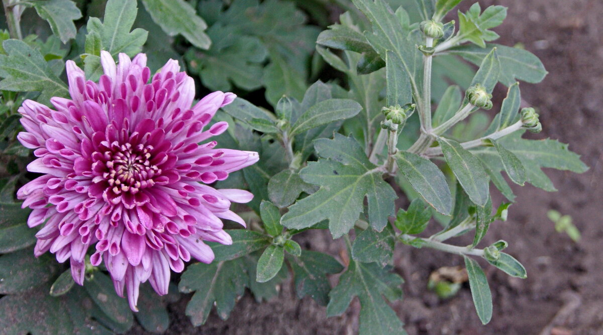 Цветок и бутончики хризантемы. - сергей ермошкин Цветок и бутончики хризантемы. - сергей ермошкин