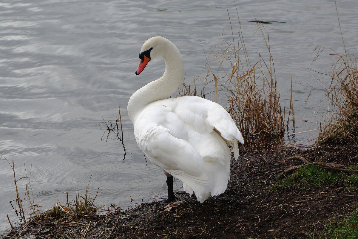 Лебеди в городском парке - Рита Симонова Лебеди в городском парке - Рита Симонова