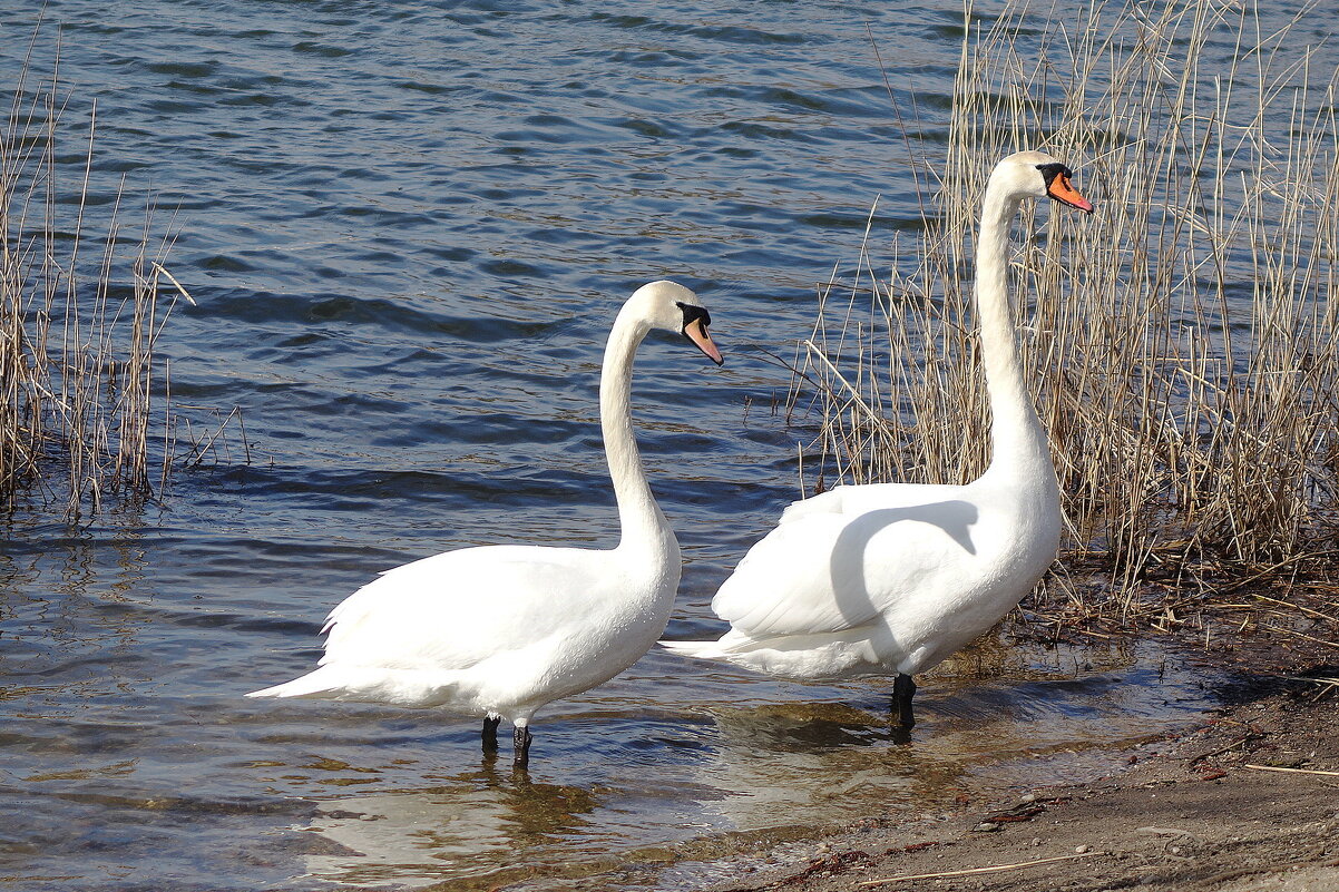 Лебеди в городском парке - Рита Симонова Лебеди в городском парке - Рита Симонова