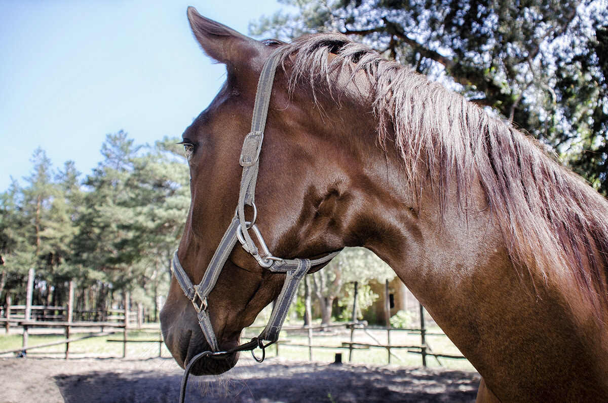 Тоска во взгляде - Alexandеr P Тоска во взгляде - Alexandеr P