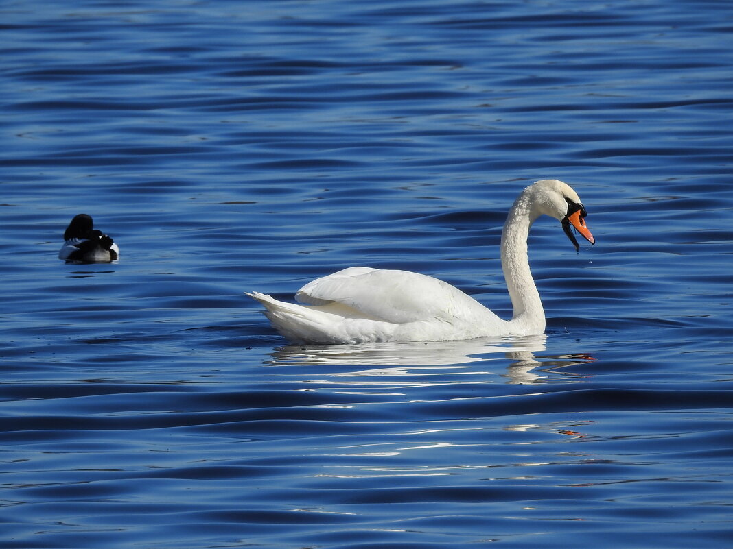 весна - ИННА ПОРОХОВА