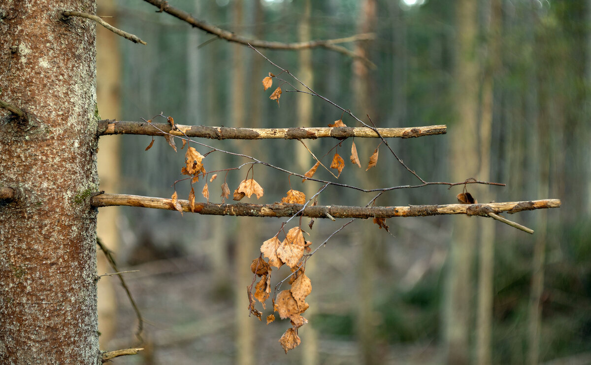 Ветки и веточки - Григорий П
