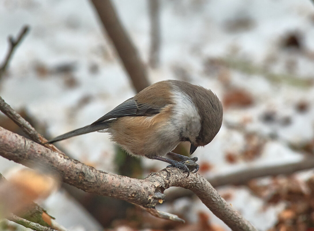 У кормушки - Игорь Шабалин