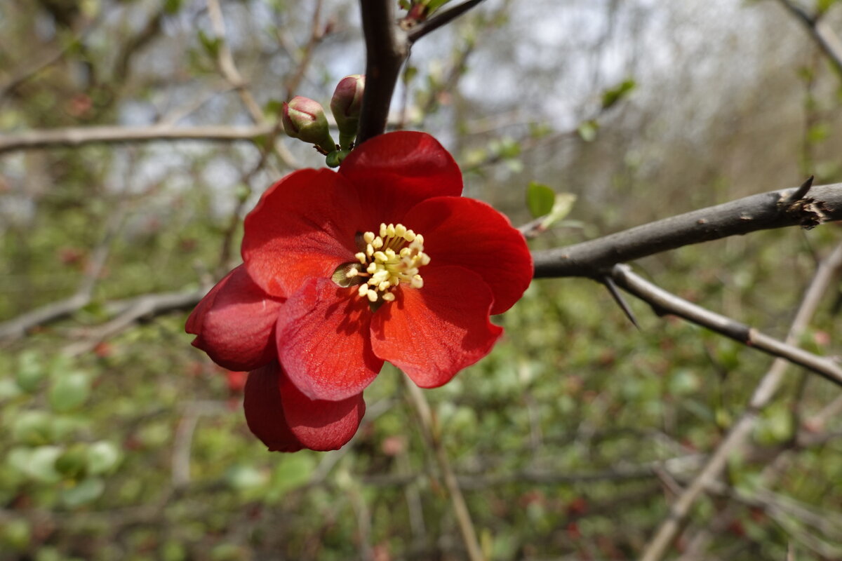 Первое цветение... - Галина Первое цветение... - Галина