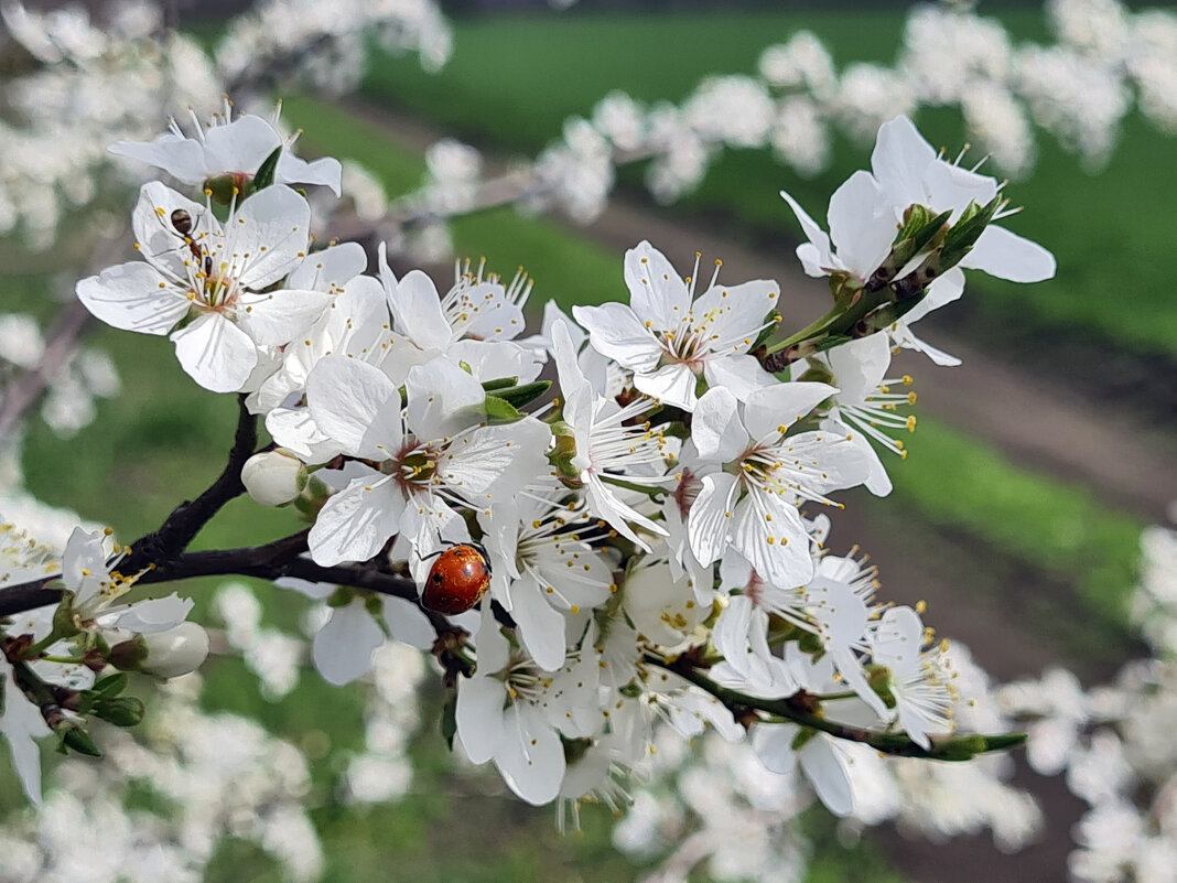 Веточка алычи - Валерий Ткаченко