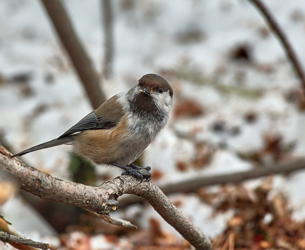Обед - Игорь Шабалин