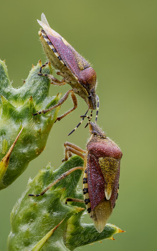 Щитник ягодный, или клоп ягодный ( Dolycoris baccarum). - Александр Григорьев
