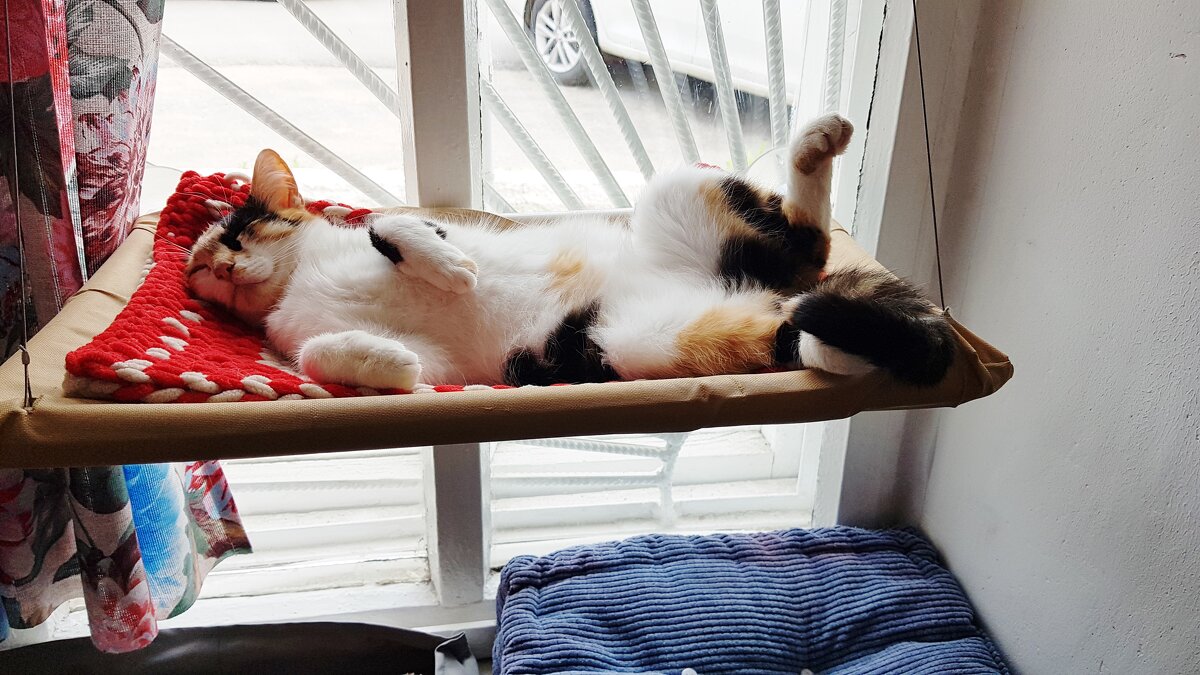 барыня - Владимир 