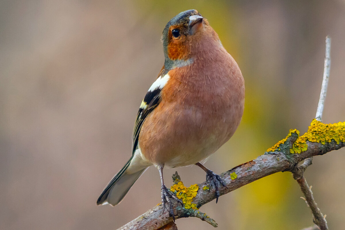 любопытный - Виталий Емельянов