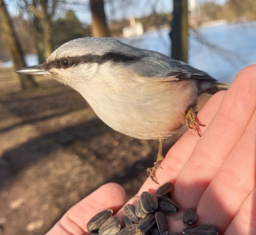 Поползень - Сапсан 