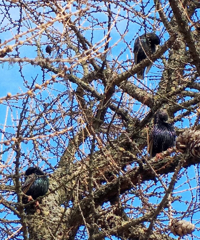 Скворцы - Сапсан 