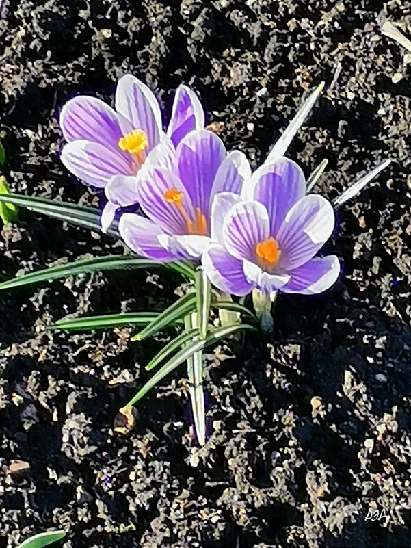 Весенние цветы этого года. - Роланд Дубровский Весенние цветы этого года. - Роланд Дубровский
