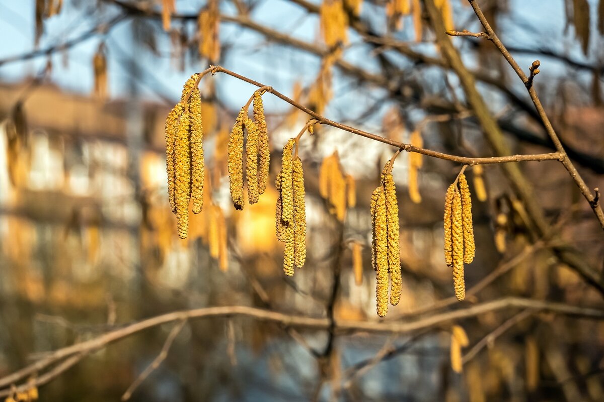 Серёжки орешника - Валерий Иванович Серёжки орешника - Валерий Иванович