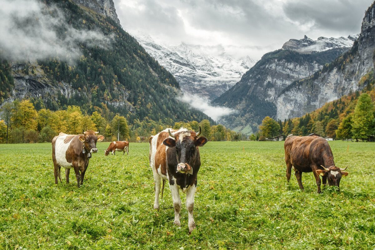 Швейцария - Владимир Колесников Швейцария - Владимир Колесников
