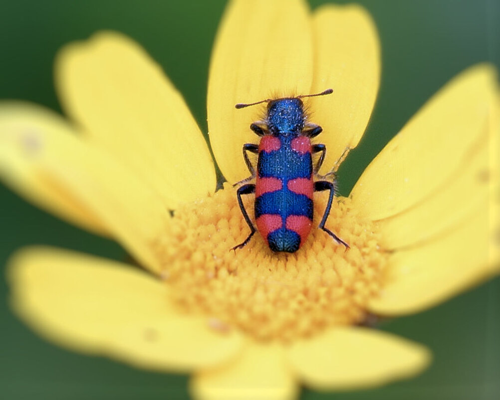из серии"Я мира коснулся любящей рукой". - Boris Gantselevich из серии"Я мира коснулся любящей рукой". - Boris Gantselevich