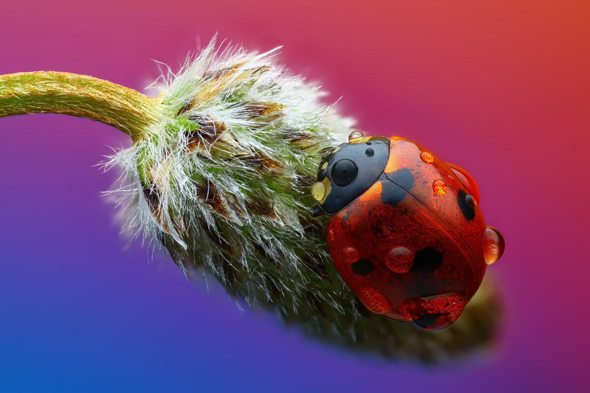 *** - Евгений Фруман *** - Евгений Фруман