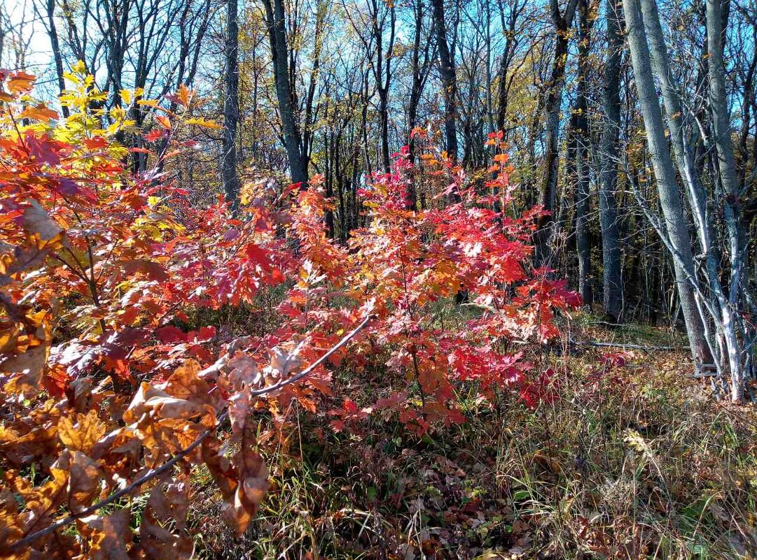 ,,, - Сергей Тимоновский