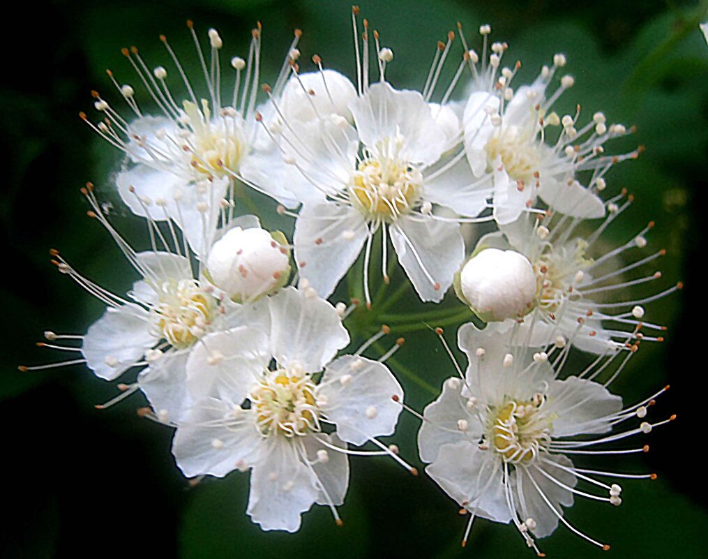 В месяце мае - Елена Семигина В месяце мае - Елена Семигина