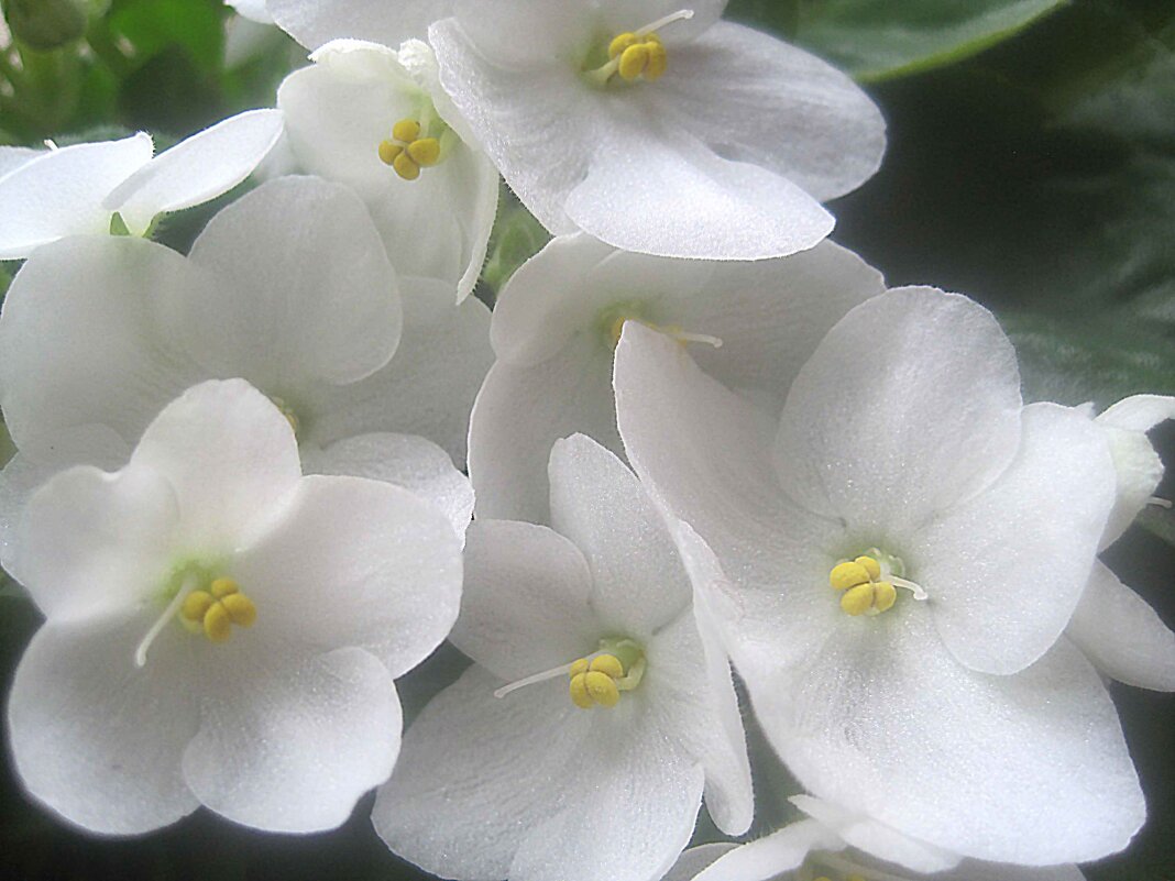 Фиалка - Елена Семигина Фиалка - Елена Семигина